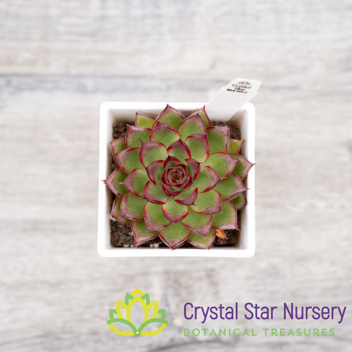 Echeveria Firefly