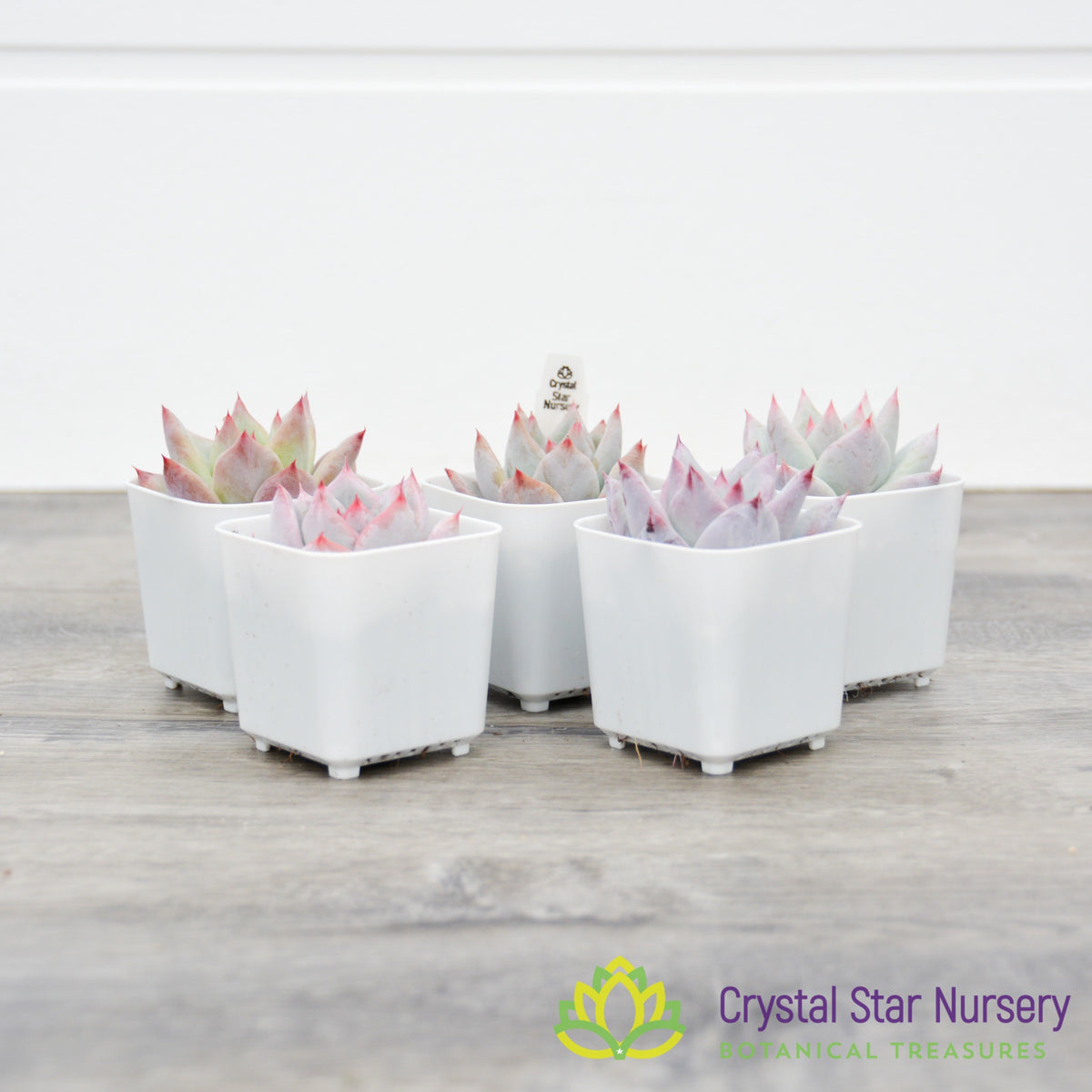 Echeveria Hybrid Seedling (EH1)
