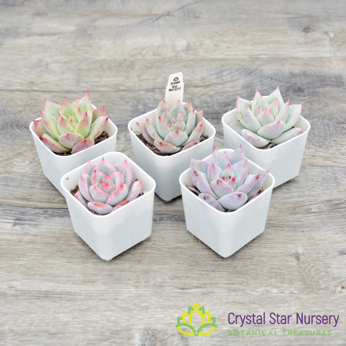 Echeveria Hybrid Seedling (EH1)