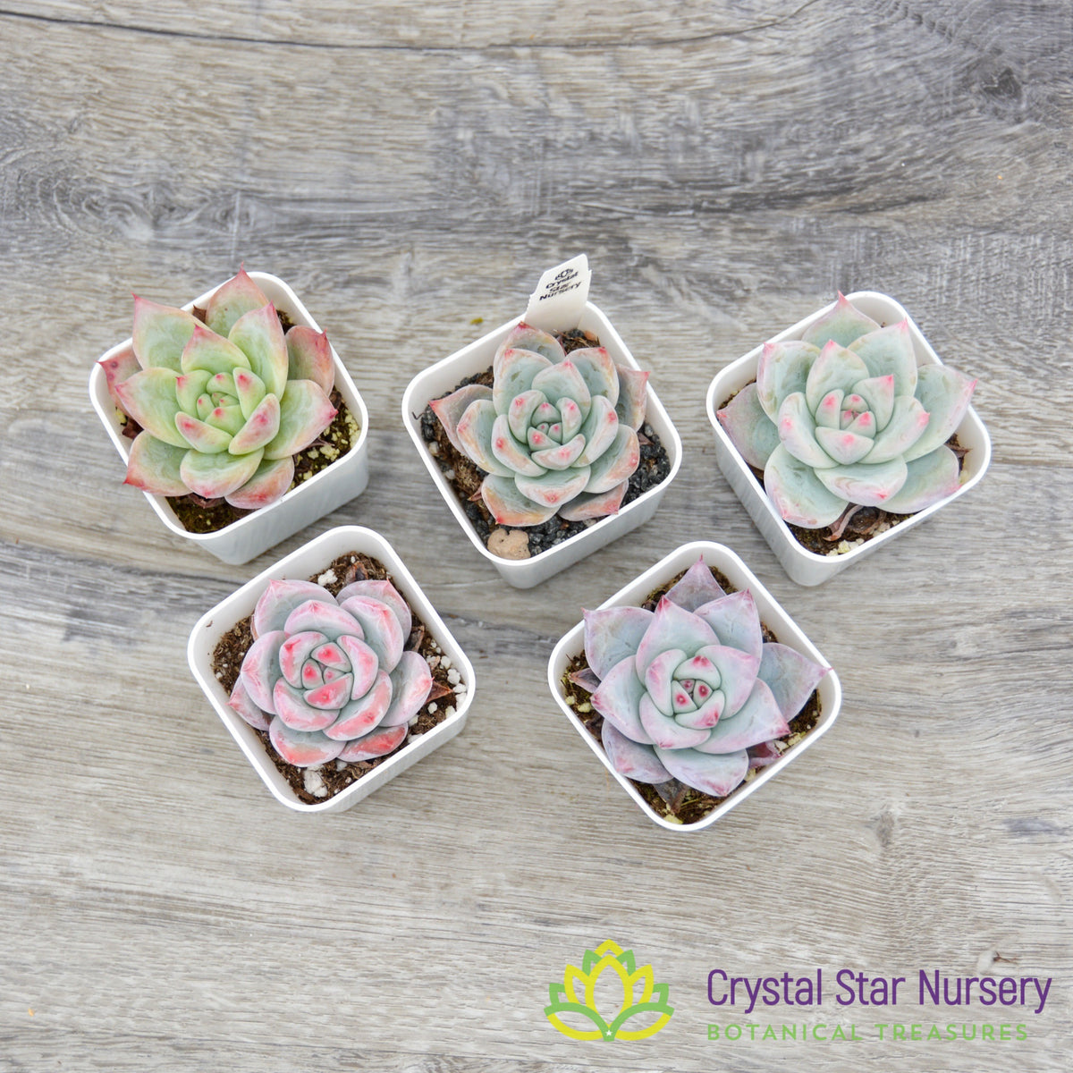 Echeveria Hybrid Seedling (EH1)
