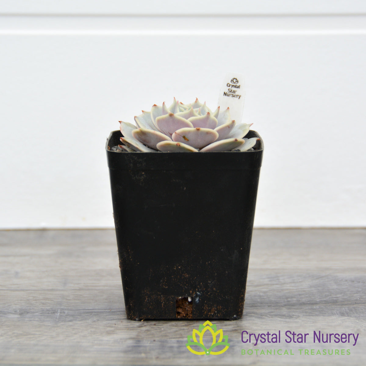 Echeveria Lola