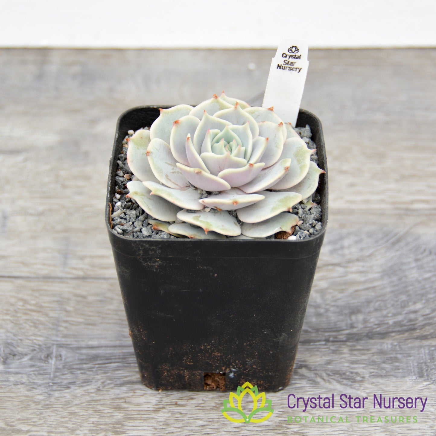 Echeveria Lola