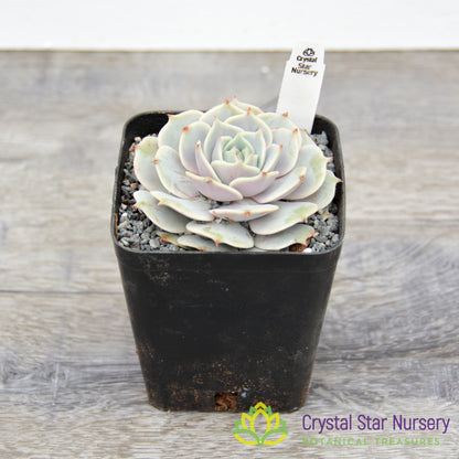 Echeveria Lola