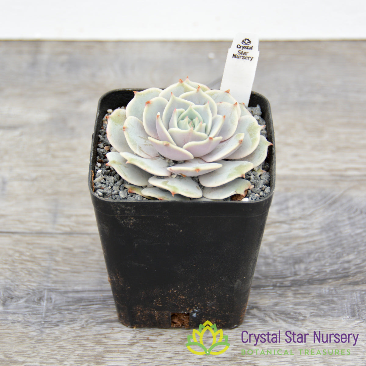 Echeveria Lola