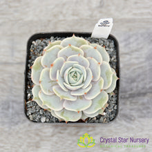 Echeveria Lola