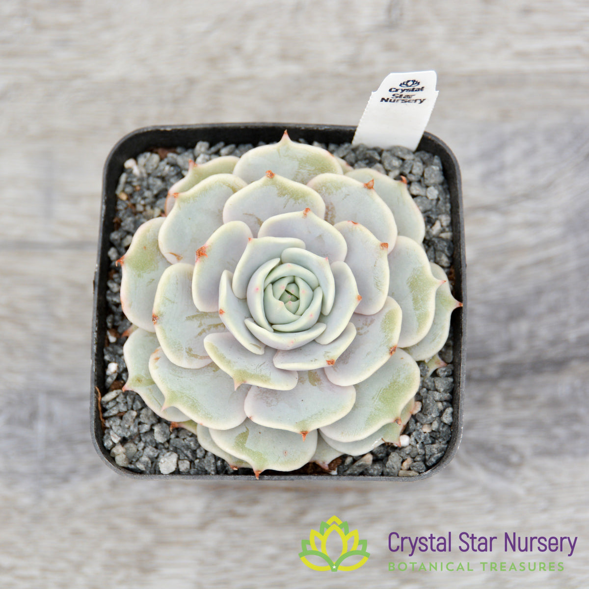 Echeveria Lola