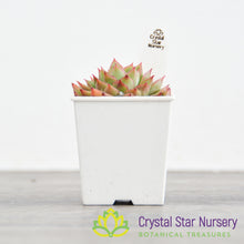 Echeveria Mebina