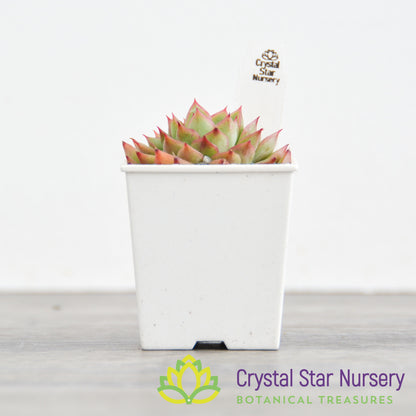 Echeveria Mebina