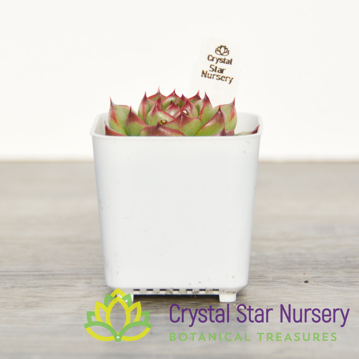 Echeveria Moon Stone