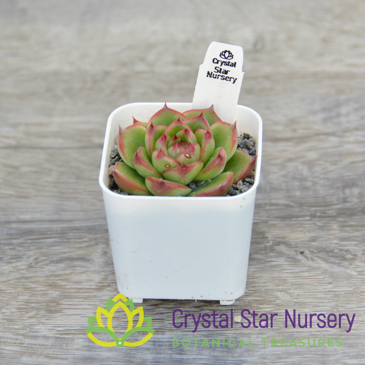 Echeveria Moon Stone
