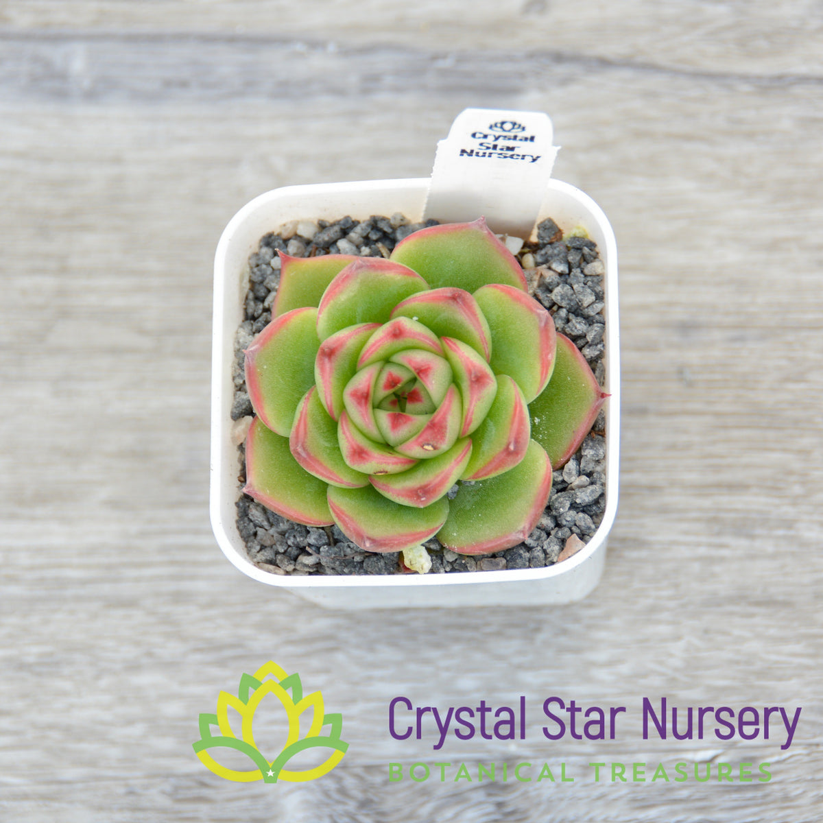 Echeveria Moon Stone