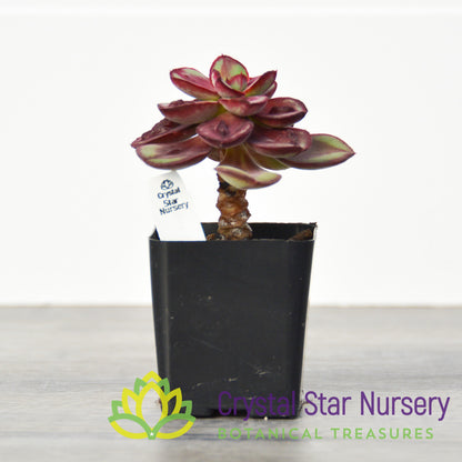 Echeveria Nodulosa 'Maruba Benitsukasa'