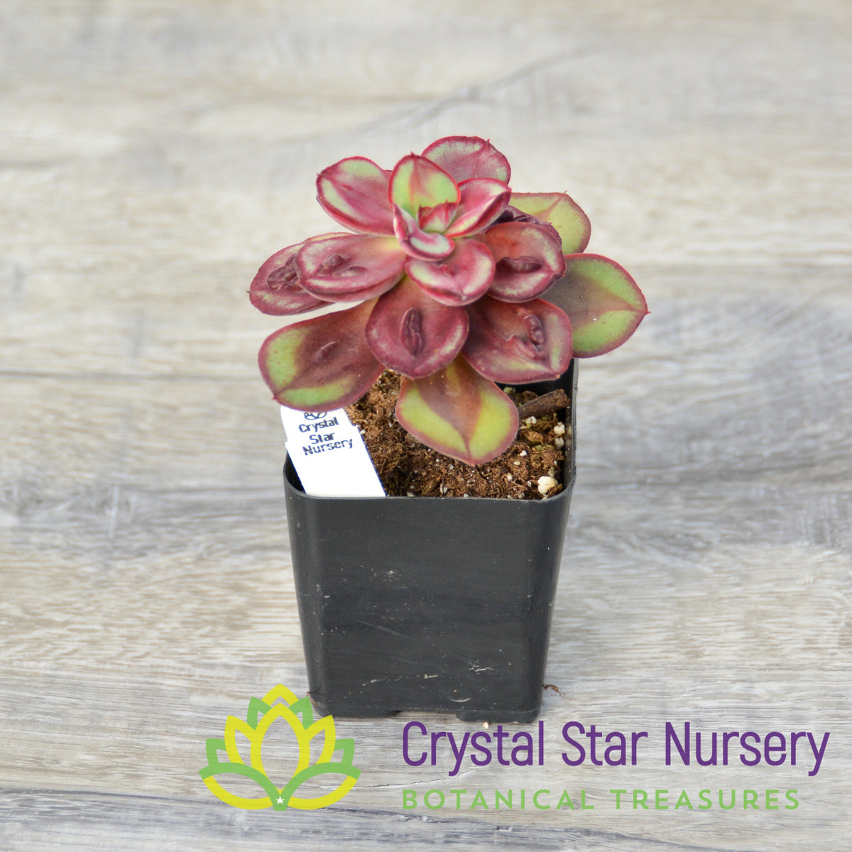 Echeveria Nodulosa 'Maruba Benitsukasa'