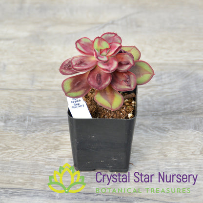 Echeveria Nodulosa 'Maruba Benitsukasa'