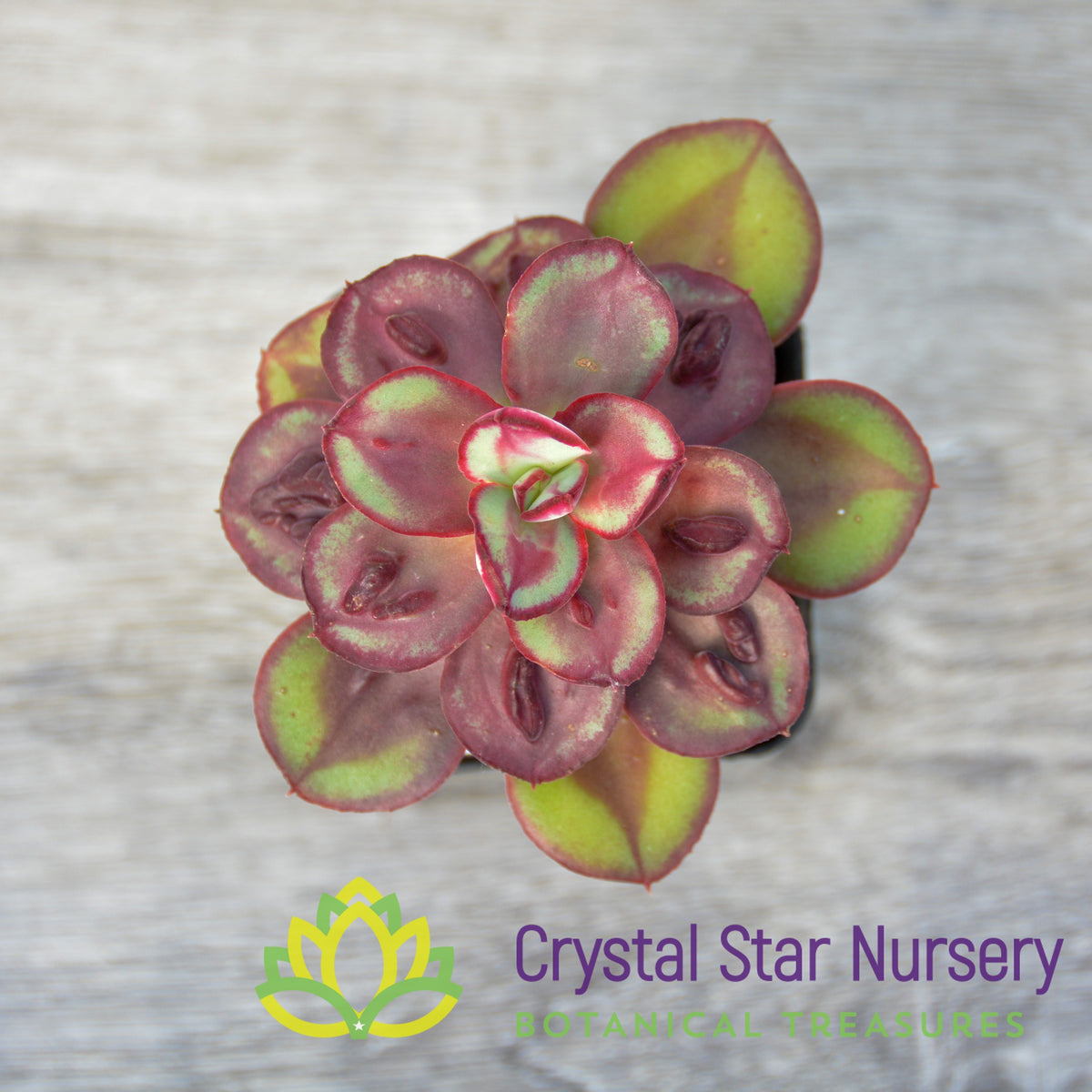 Echeveria Nodulosa 'Maruba Benitsukasa'