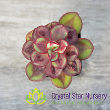 Echeveria Nodulosa 'Maruba Benitsukasa'