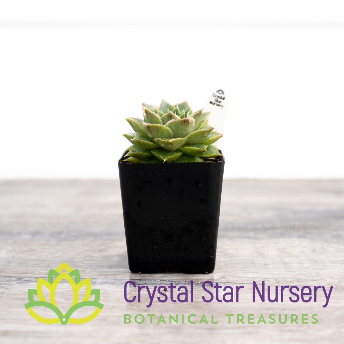 Echeveria Papa Rose