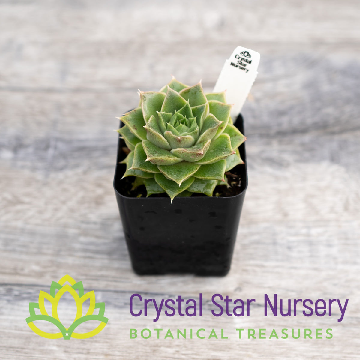 Echeveria Papa Rose
