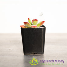Echeveria Pulvinata 'Ruby'