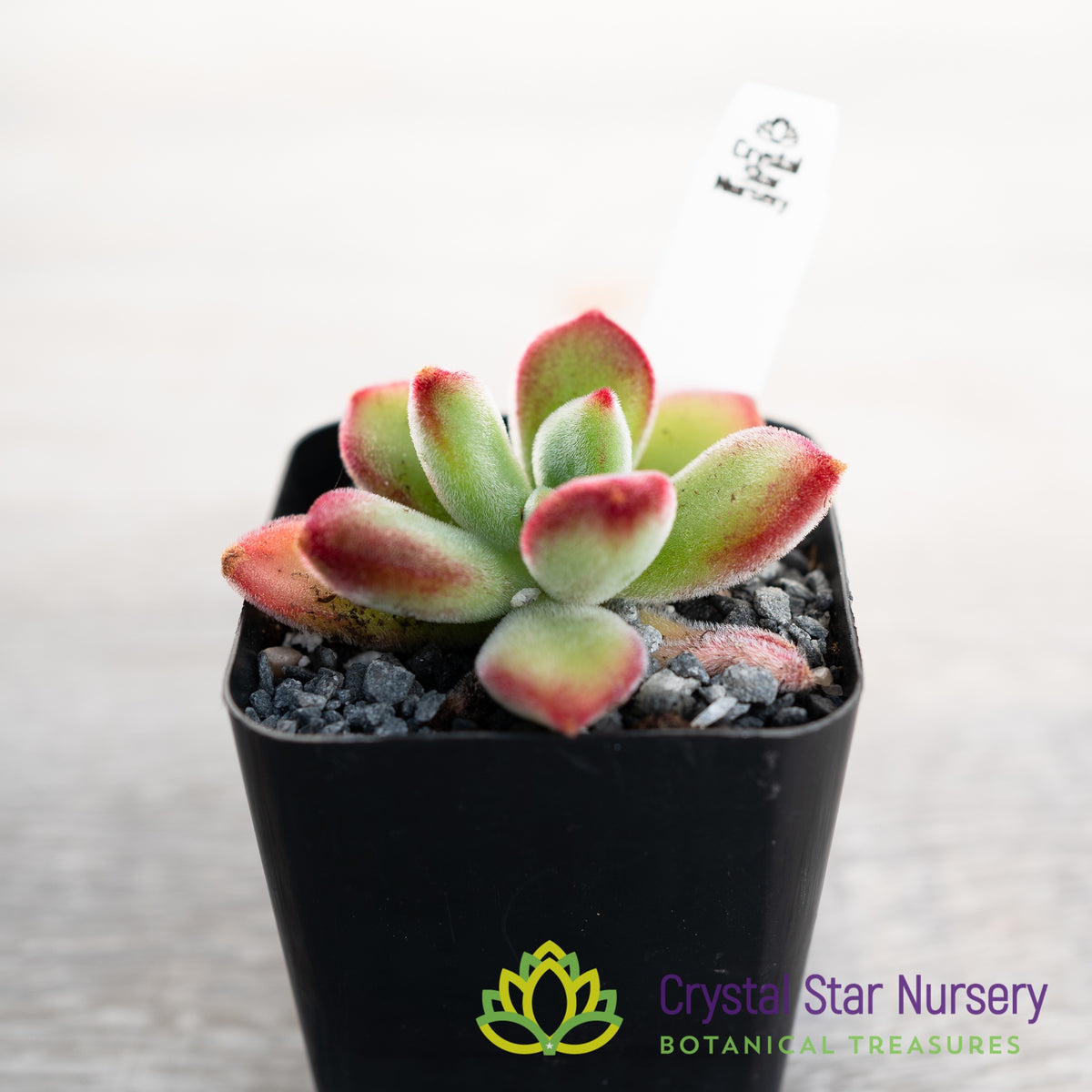 Echeveria Pulvinata 'Ruby'