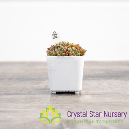 Echeveria Siberia