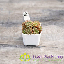 Echeveria Siberia