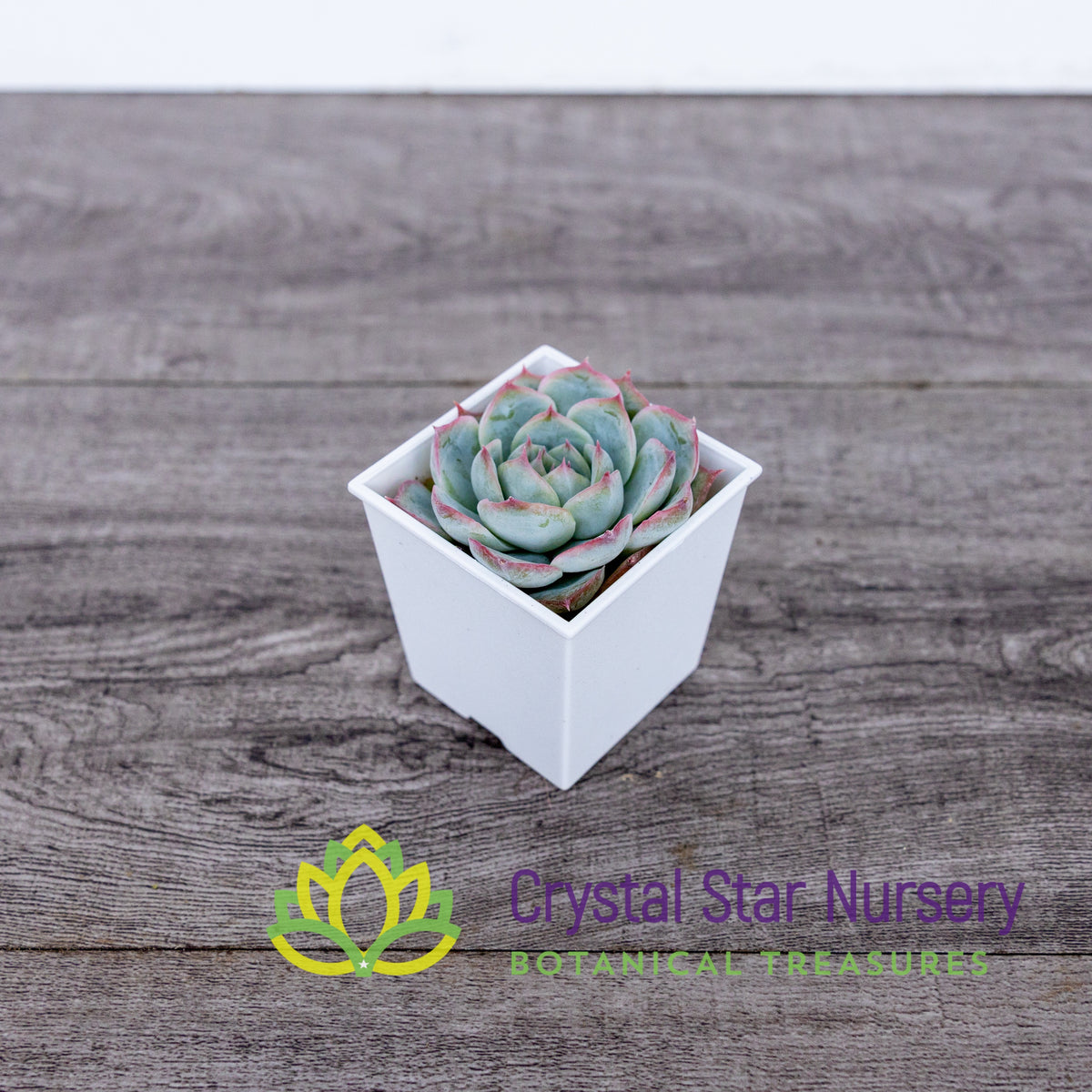 Echeveria Silhouette