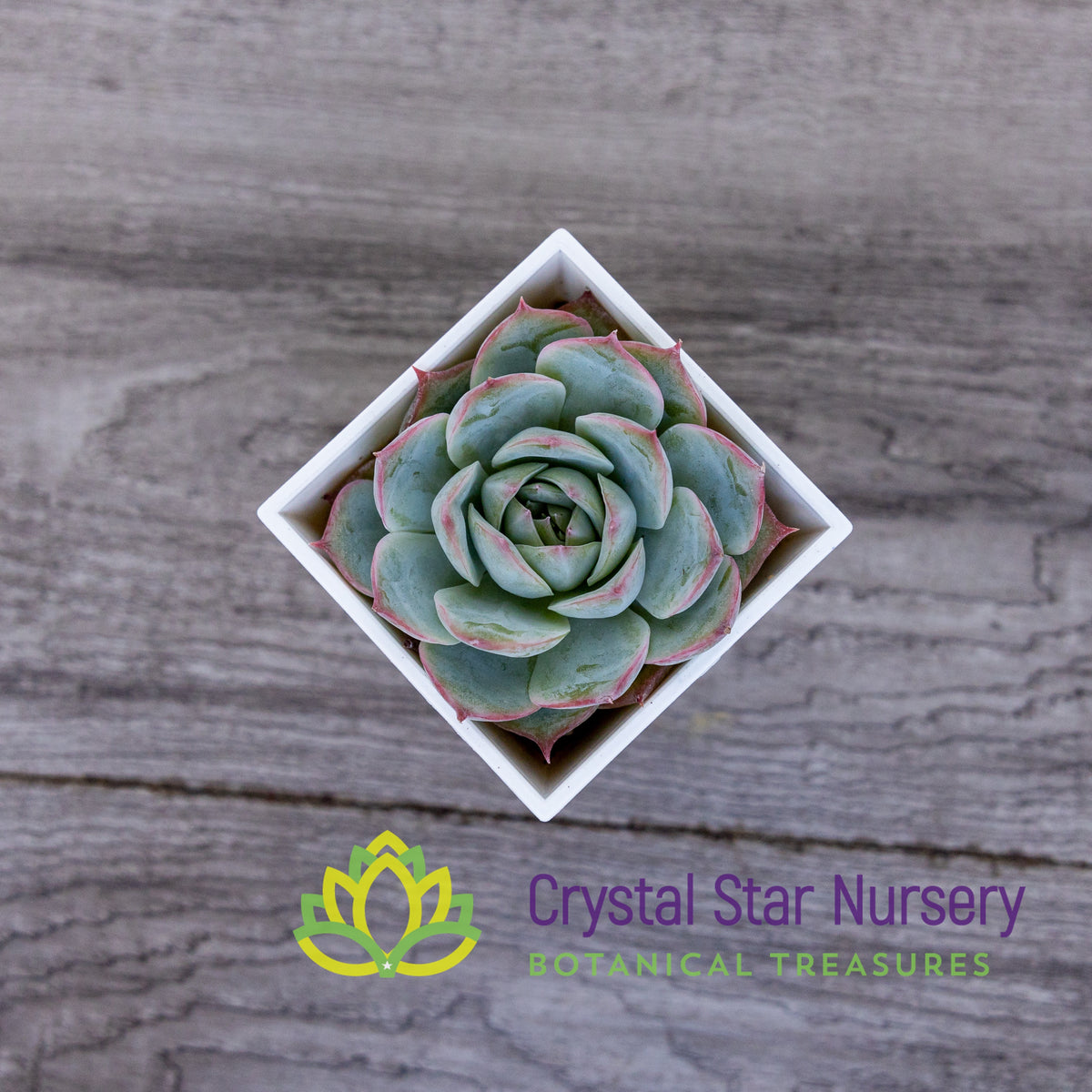 Echeveria Silhouette