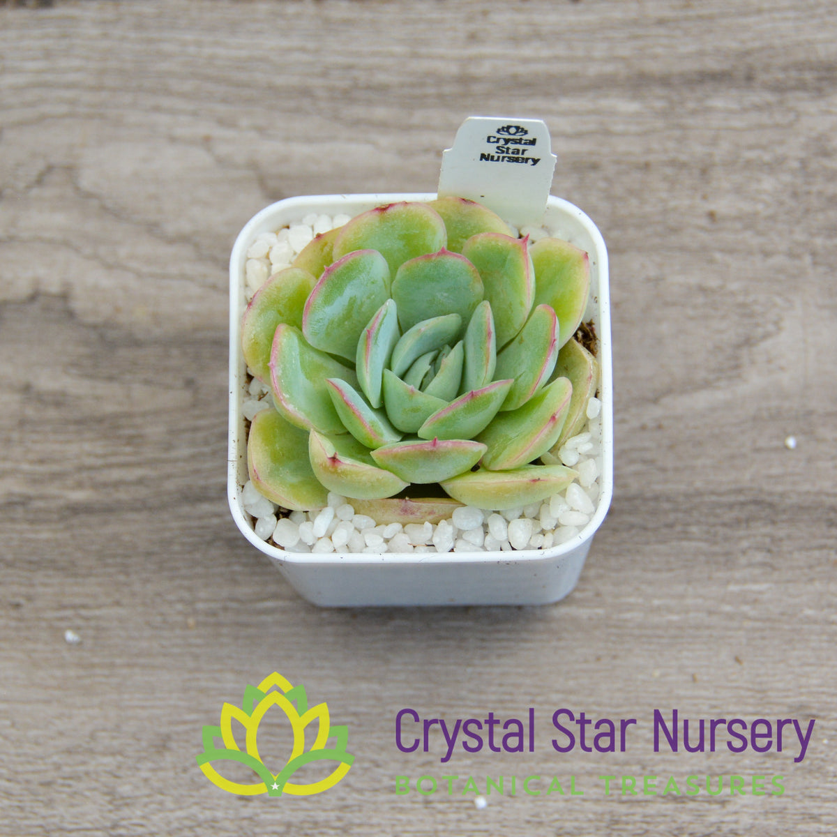Echeveria Strawberry Ice