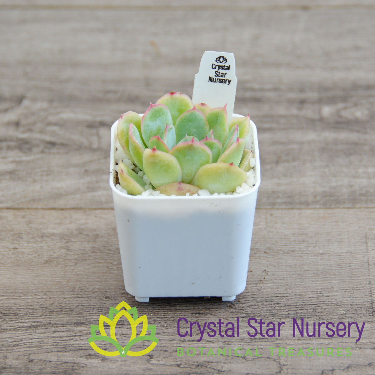 Echeveria Strawberry Ice