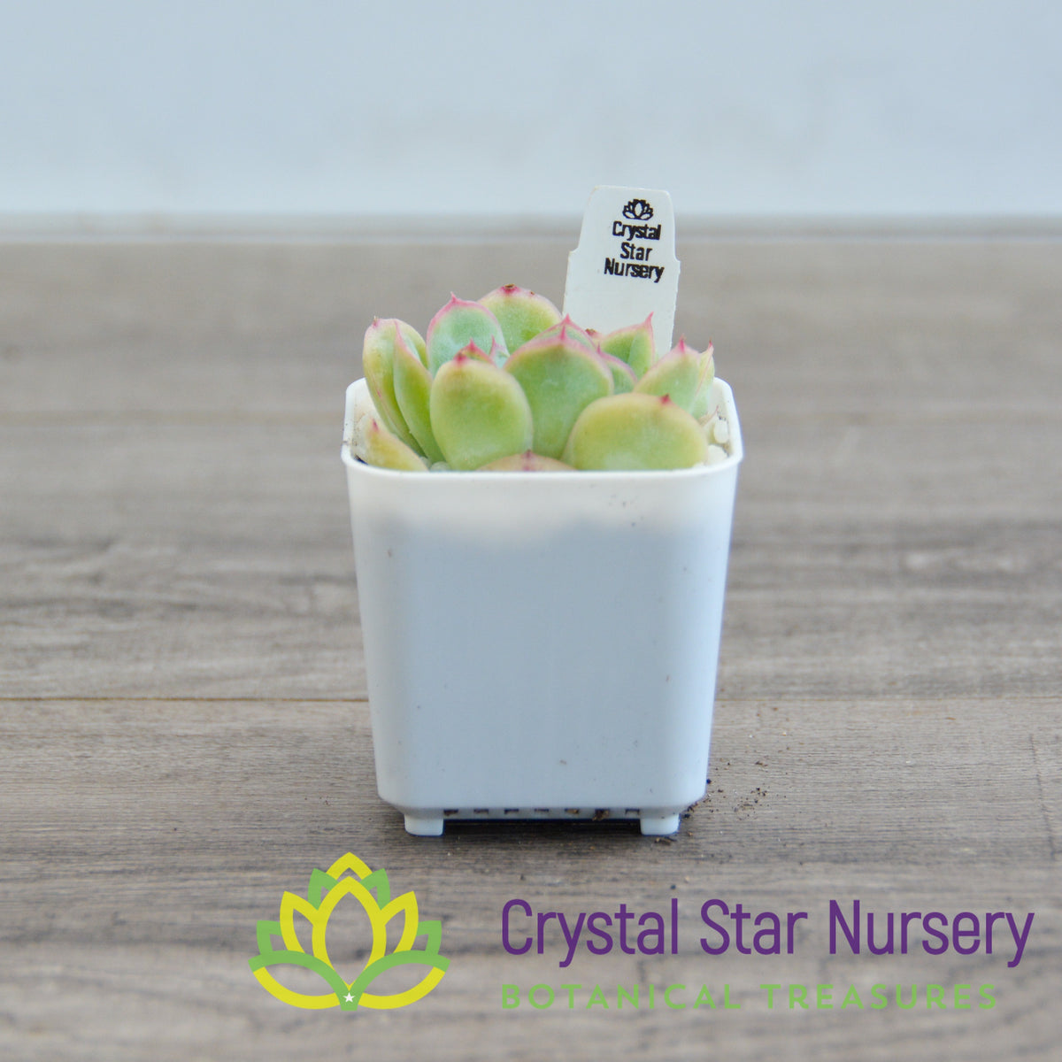 Echeveria Strawberry Ice