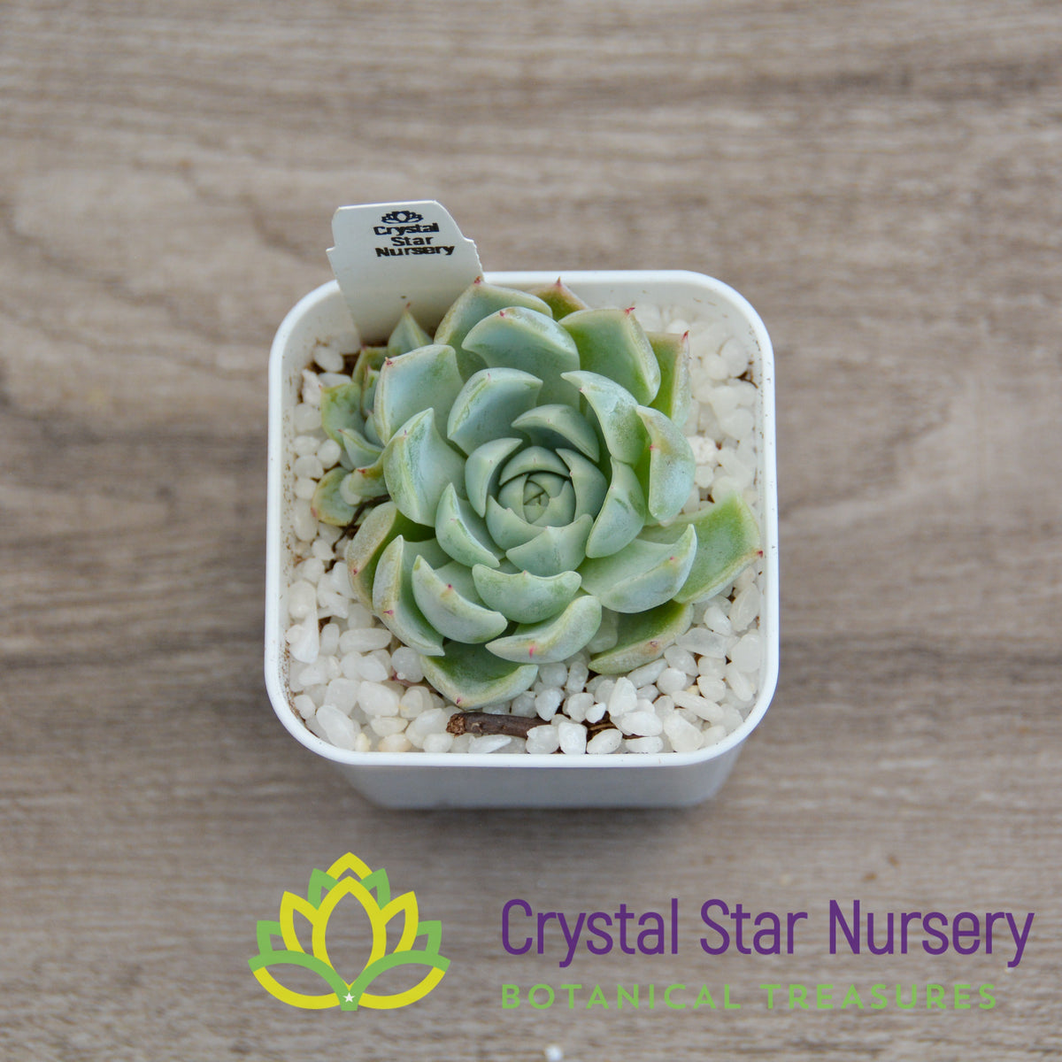 Echeveria Subcorymbosa