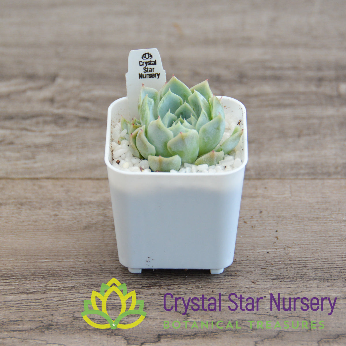 Echeveria Subcorymbosa