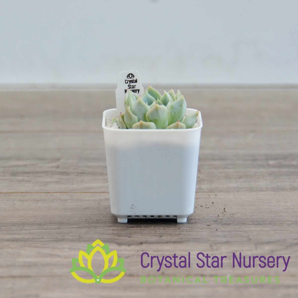 Echeveria Subcorymbosa