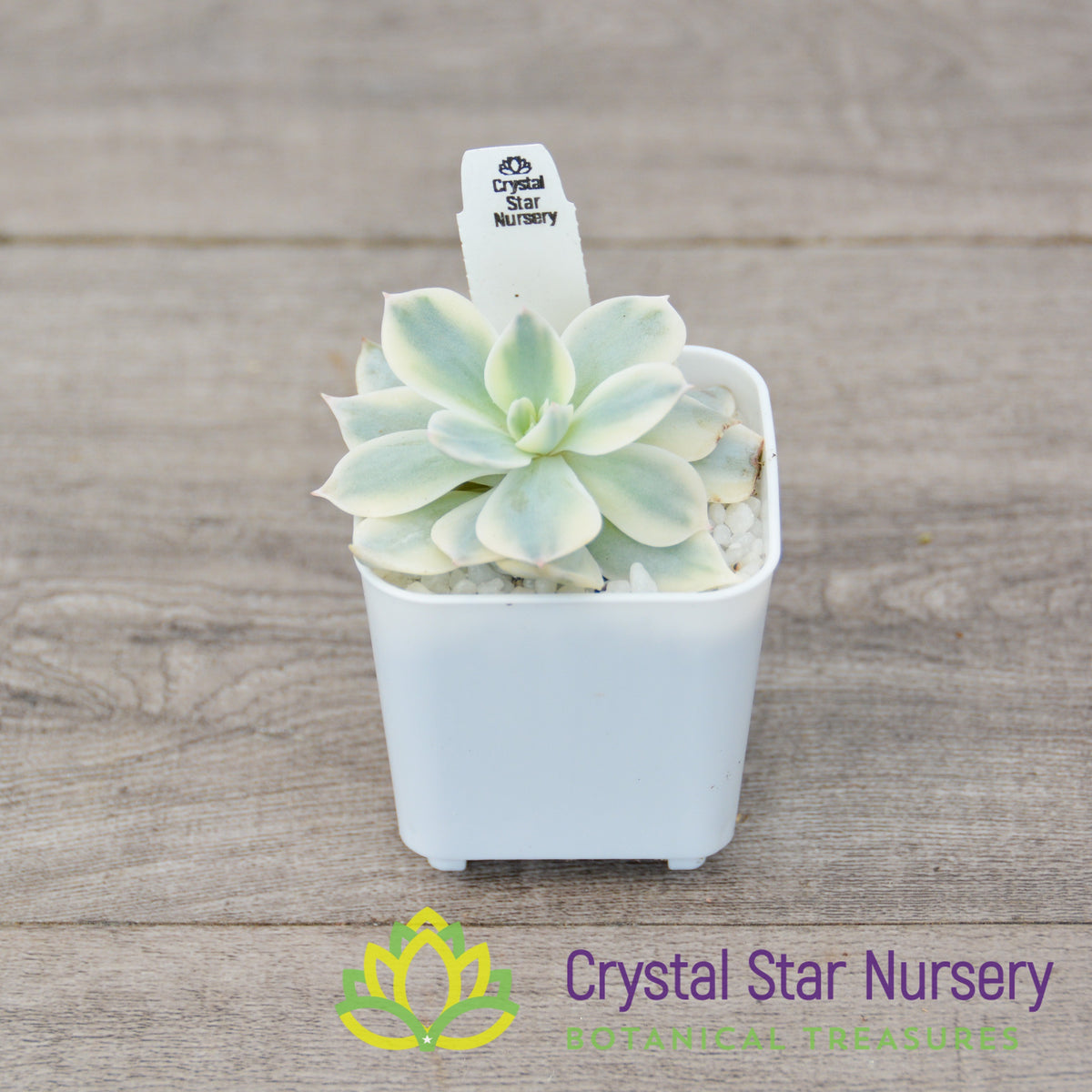 Echeveria Subsessilis Variegated