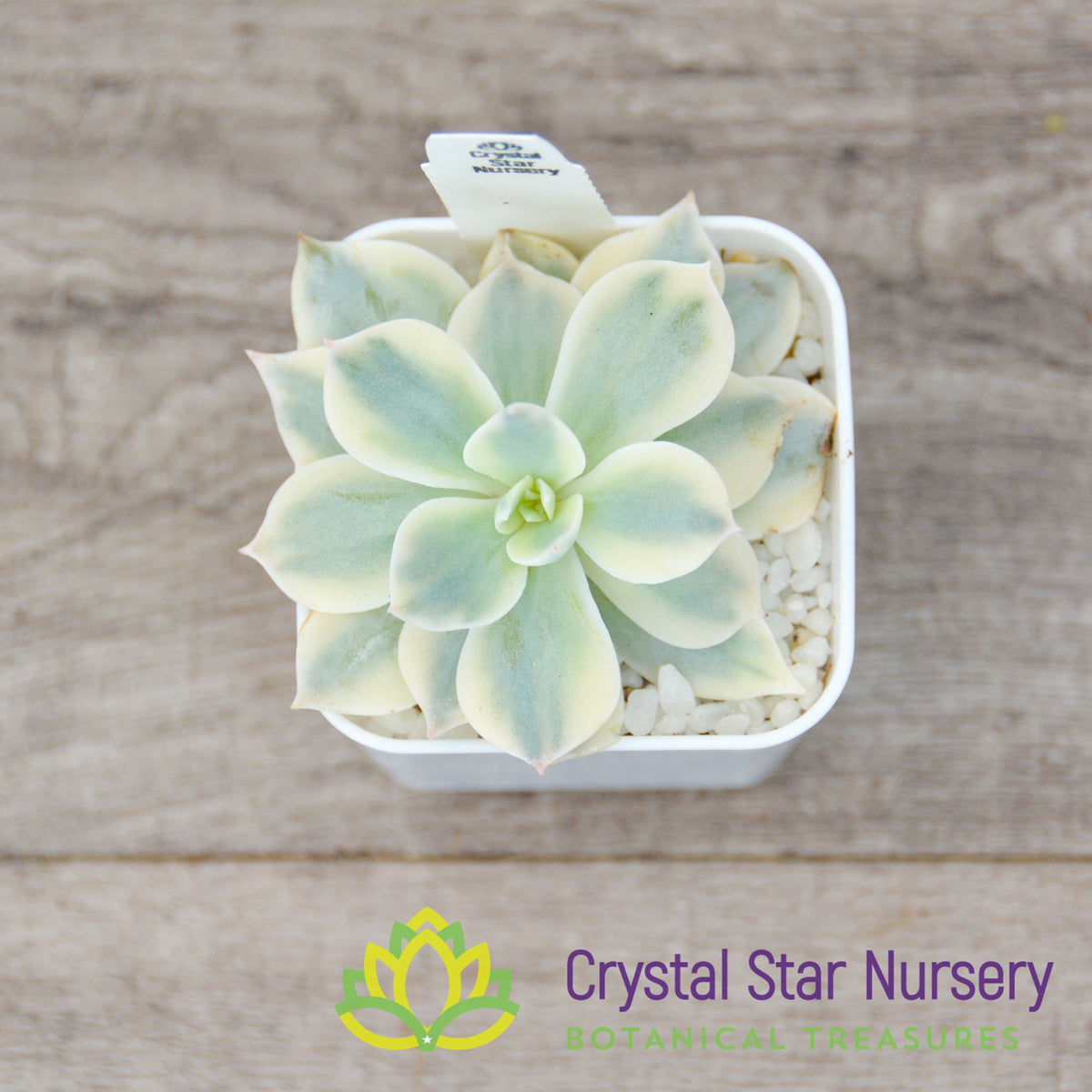 Echeveria Subsessilis Variegated