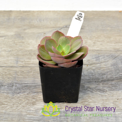 Echeveria Suyon