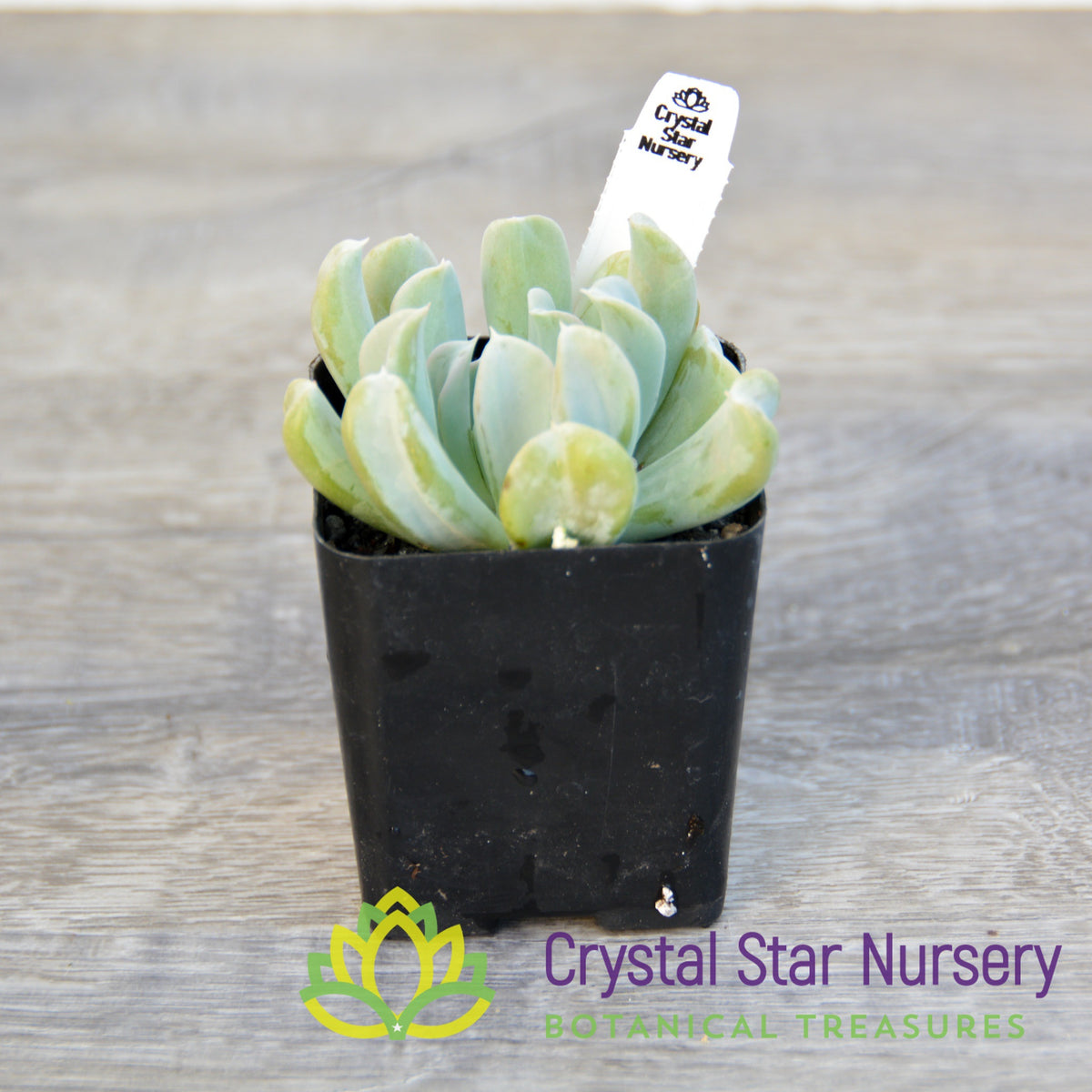 Echeveria Topsy Turvy