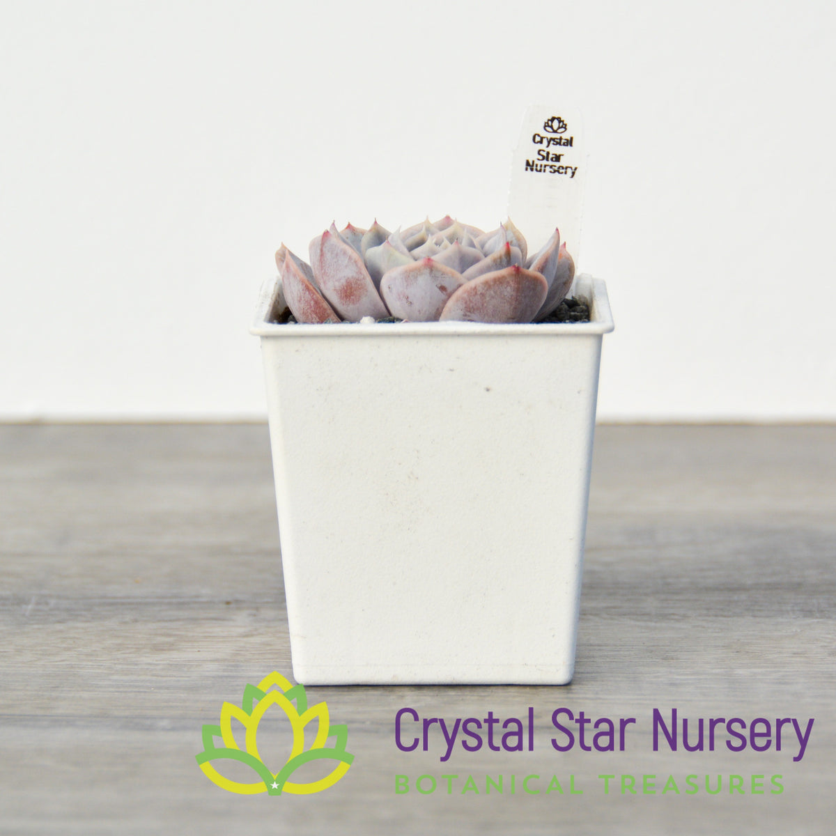 Echeveria &#39;Tynie Burger&#39;