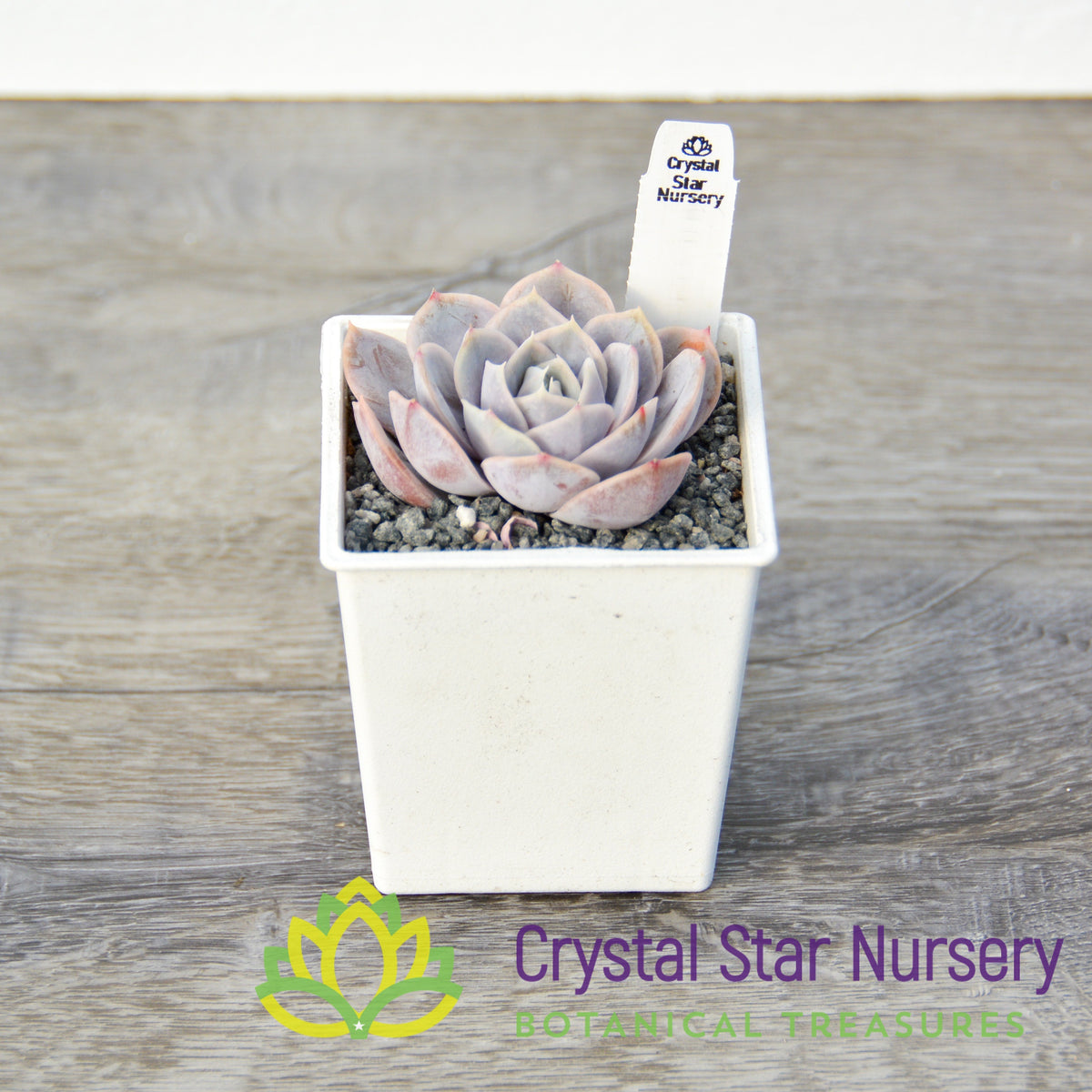 Echeveria &#39;Tynie Burger&#39;