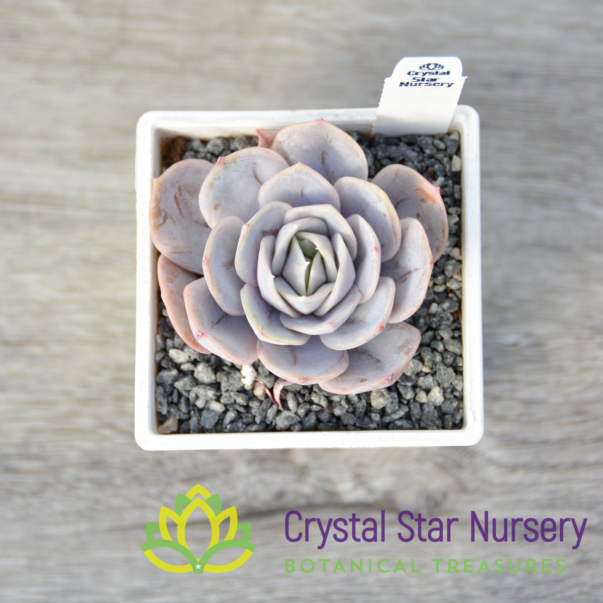 Echeveria &#39;Tynie Burger&#39;