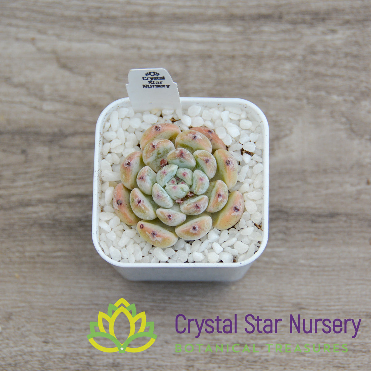 Echeveria Viyant