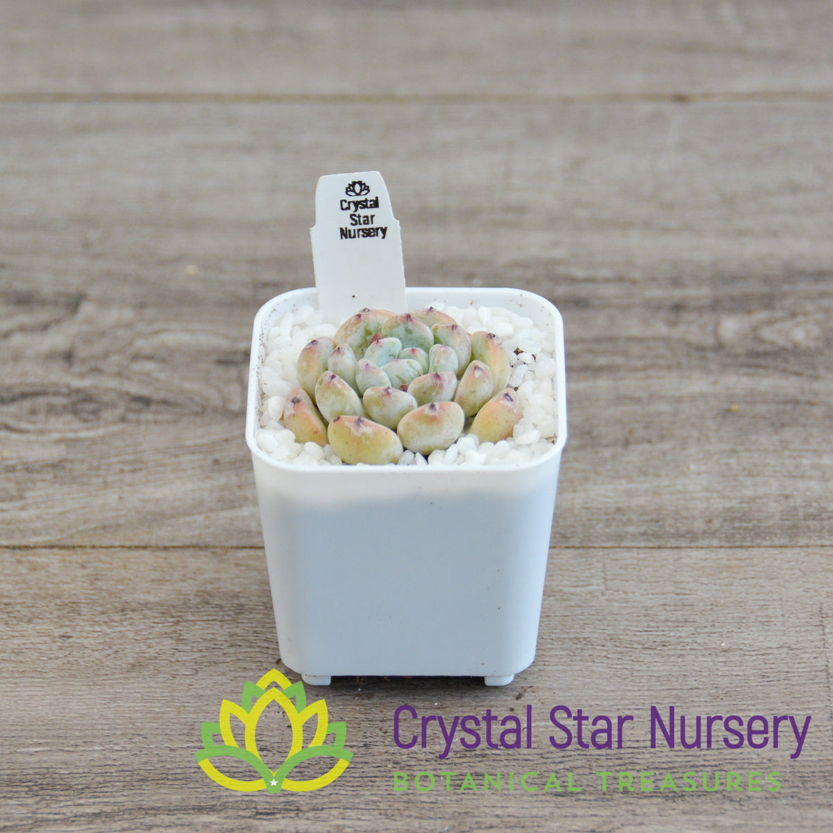 Echeveria Viyant