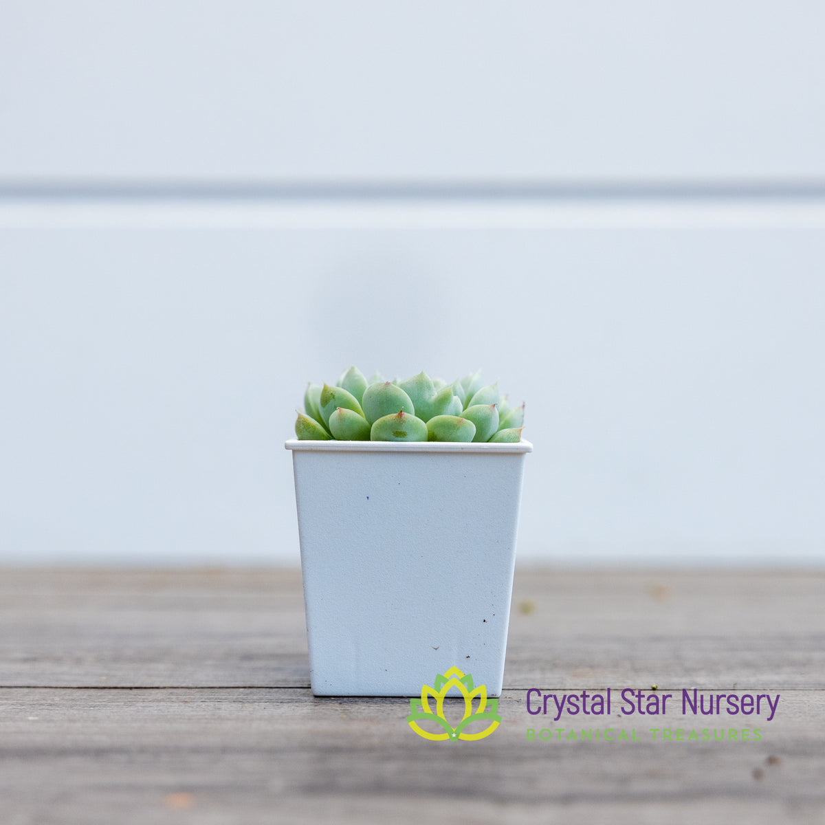 Echeveria Elegans
