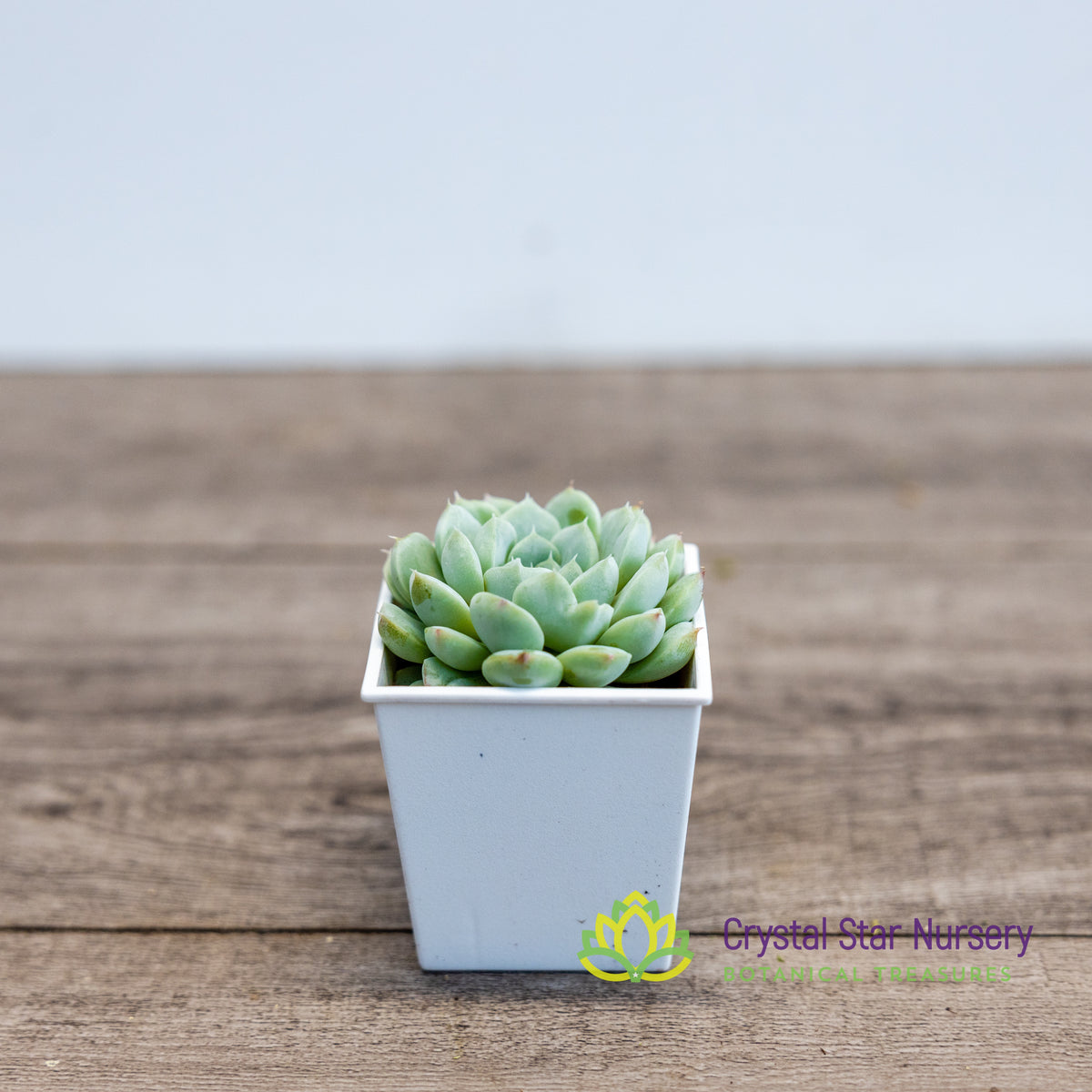 Echeveria Elegans