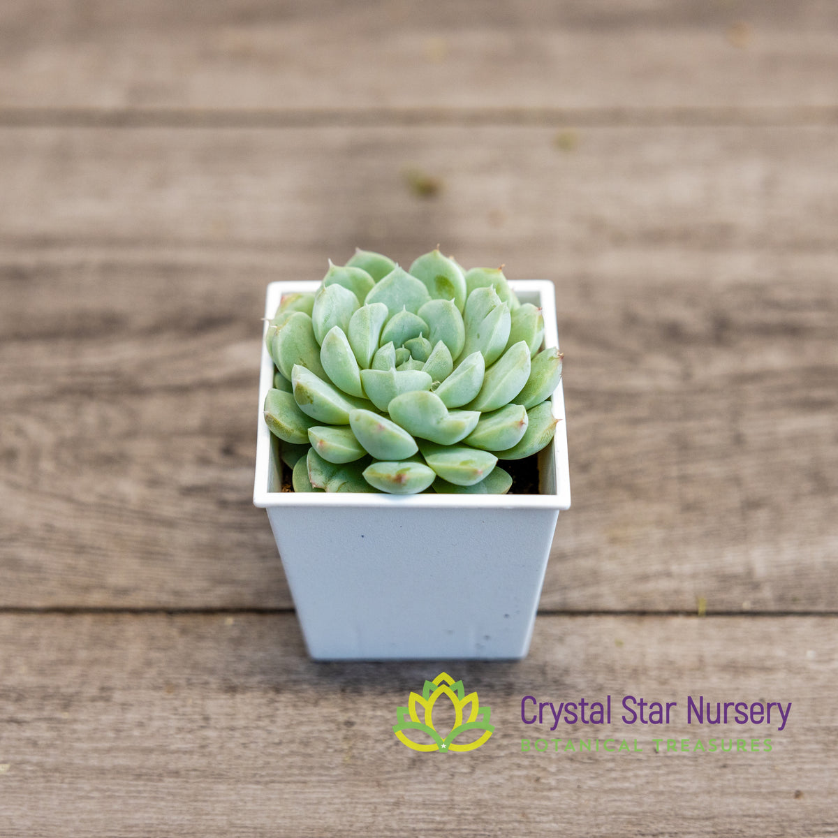 Echeveria Elegans