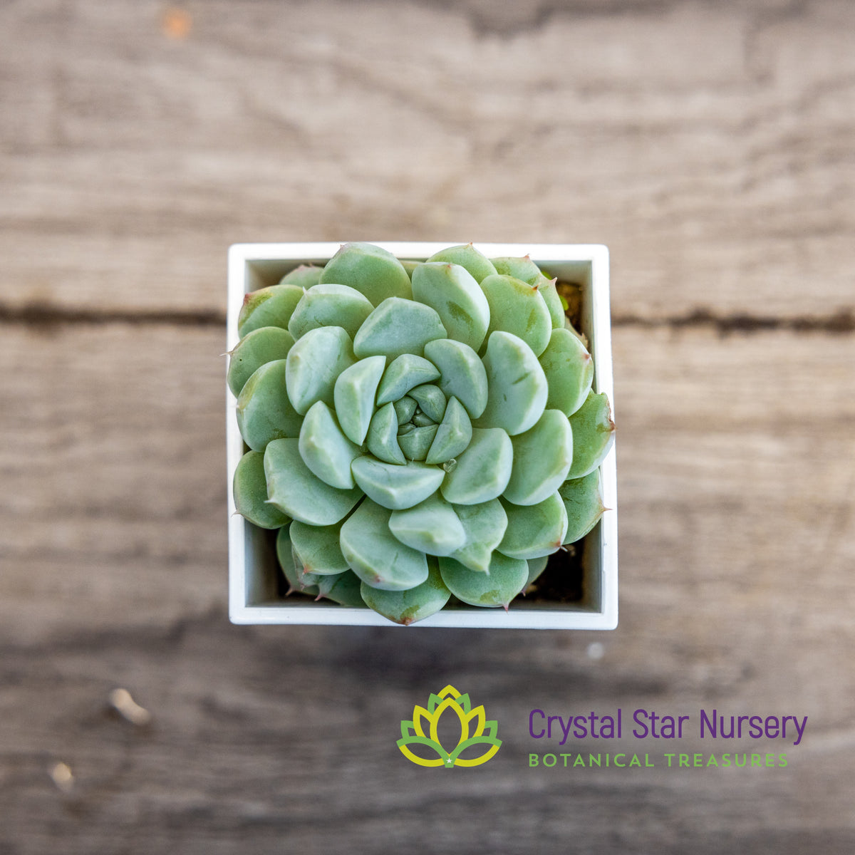 Echeveria Elegans
