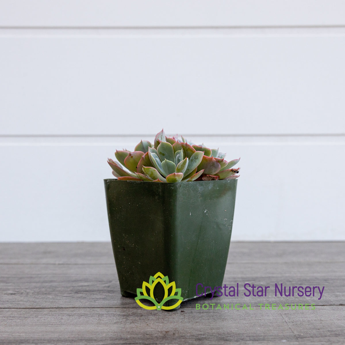 Echeveria Raindrops