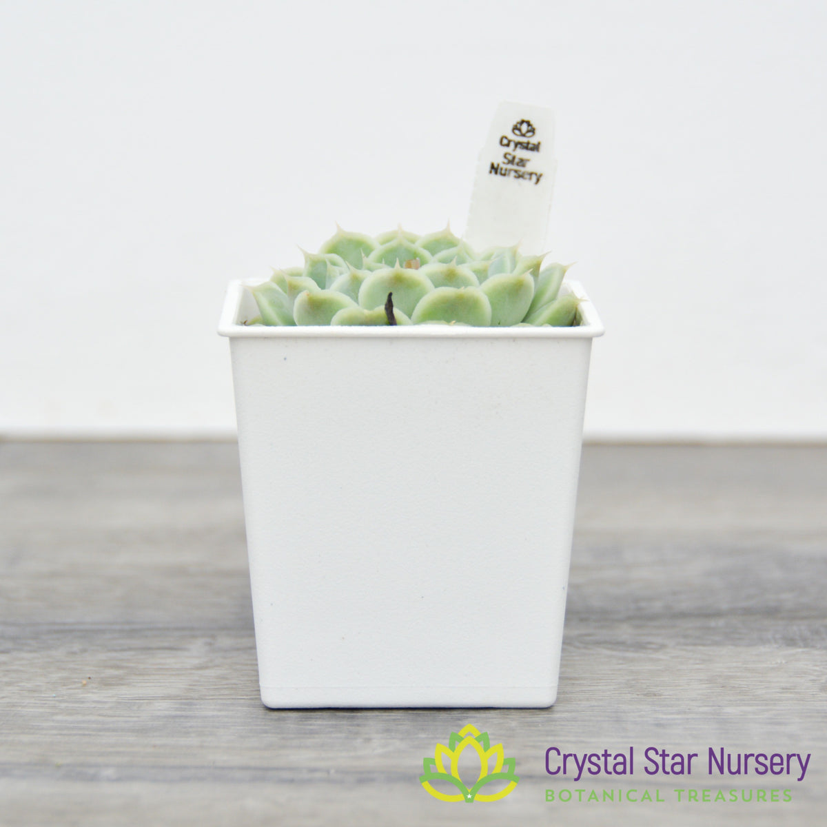Echeveria sp. Gilo