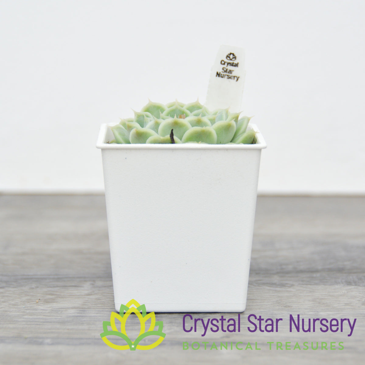 Echeveria sp. Gilo